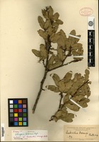 Type? of Quebrachia morongii Britton [family ANACARDIACEAE]