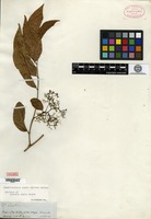 Isotype of Leretia ampla Miers [family ICACINACEAE]