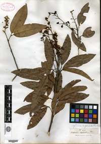 Isotype of Nephelium bifoliolatum Thwaites [family SAPINDACEAE]