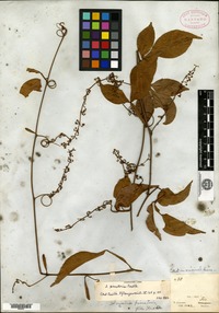 Type? of Serjania piscatoria Radlkofer [family SAPINDACEAE]