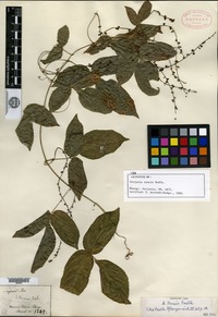 Type of Serjania tenuis Radlkofer [family SAPINDACEAE]