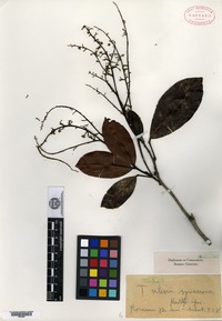 Type? of Talisia squarrosa Radlkofer [family SAPINDACEAE]