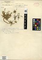Isotype of Mathewsia diffusa Rusby [family BRASSICACEAE]