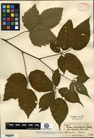 Syntype of Rubus nigrobaccus L. H. Bailey var. calycosus Fernald [family ROSACEAE]