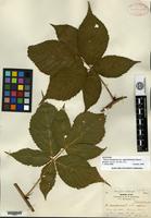 Syntype of Rubus canadensis Linnaeus var. septemfoliolatus Blanchard [family ROSACEAE]