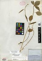 Syntype of Euphorbia prunifolia Jacq. var. angustifolia Mart. [family EUPHORBIACEAE]