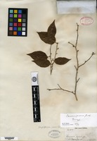 Isotype of Casearia praecox Grisebach [family FLACOURTIACEAE]