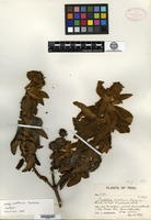 Isotype of Buddleja blattaria J. F. Macbride [family LOGANIACEAE]