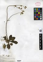Isotype of Nicotiana nudicaulis S. Watson [family SOLANACEAE]