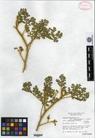 Isotype of Solanum heterodoxum Dunal var. setigeroides Whalen [family SOLANACEAE]