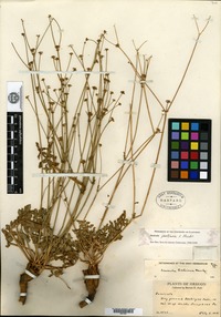 Type of Sanicula peckiana J. F. Macbride [family APIACEAE]