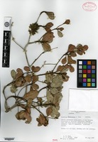 Isotype of Gesneria haitiensis L. E. Skog [family GESNERIACEAE]