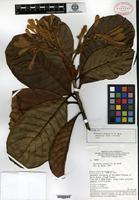Isotype of Gleasonia prancei B. M. Boom [family RUBIACEAE]