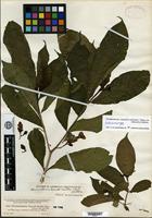 Type of Tabernaemontana donnell-smithii Rose ex Donnell Smith [family APOCYNACEAE]