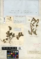 Type of Phacelia ciliata Bentham [family HYDROPHYLLACEAE]