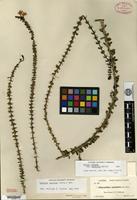 Type of Oplonia spinosa (Jacquin) Rafinesque subsp. insularis Borhidi [family ACANTHACEAE]