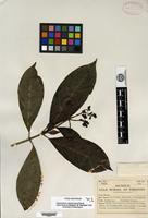 Isotype of Psychotria rimbachii Standley [family RUBIACEAE]