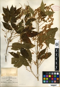 Isotype of Thouinia acuminata S. Watson [family SAPINDACEAE]