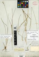 Isotype of Carex deweyana Schweinitz var. sparsiflora L. H. Bailey [family CYPERACEAE]