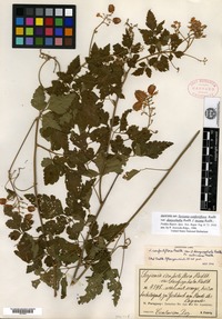 Isotype of Serjania confertiflora Radlkofer f. incana Radlkofer [family SAPINDACEAE]