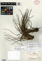 Isotype of Isoetes smithii Fuchs [family ISOETACEAE]
