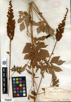 Isosyntype of Hoteia chinensis Maximowicz [family SAXIFRAGACEAE]