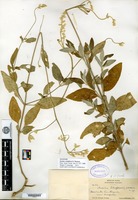 Syntype of Iresine schaffneri S. Watson [family AMARANTHACEAE]