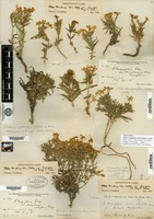 Syntype of Phlox longifolia Nuttall f. brevifolia A. Gray [family POLEMONIACEAE]
