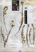 Holotype of Haplopappus hallii A. Gray [family ASTERACEAE]
