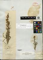 Holotype of Artemisia longifolia Nuttall [family ASTERACEAE]