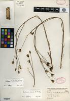 Type of Lactuca tinctociliata I. M. Johnston [family ASTERACEAE]