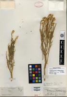 Holotype of Lepidospartum latisquamum S. Watson [family ASTERACEAE]