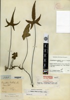 Isotype of Doryopteris wallichii J. Smith [family ADIANTACEAE]