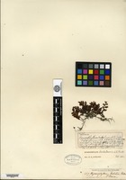 Isotype of Leptocionium barbatum Bosch [family HYMENOPHYLLACEAE]
