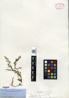 Isosyntype of Selaginella heterostachys Baker [family SELAGINELLACEAE]