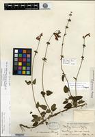 Syntype of Stachys oaxacana Fernald [family LAMIACEAE]