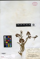 Isotype of Lophostylis angustifolia Hochstetter [family POLYGALACEAE]