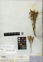 Isolectotype of Erythraea calycosa Buckley var. nana A. Gray [family GENTIANACEAE]
