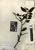 Type of Pyrus cathayensis Hemsley [family ROSACEAE]
