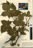 Type of Rubus glandicaulis Blanchard var. neoscoticus Fernald [family ROSACEAE]