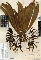 Isotype of Clermontia haleakalensis Rock [family LOBELIACEAE]