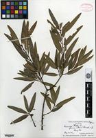 Type of Quercus phellos Linnaeus f. intonsa Fernald [family FAGACEAE]