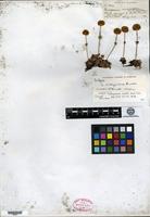 Isotype of Eriogonum siskiyouense Small [family POLYGONACEAE]