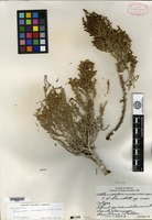 Isotype of Allenrolfea mexicana Lundell [family CHENOPODIACEAE]