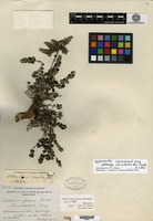 Holotype of Alternanthera nesiotes I. M. Johnston [family AMARANTHACEAE]