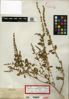 Holotype of Amaranthus chihuahuensis S. Watson [family AMARANTHACEAE]