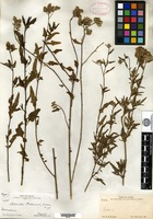 Type of Celosia palmeri S. Watson [family AMARANTHACEAE]