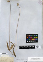 Isotype of Gomphrena gardneri Moquin-Tandon [family AMARANTHACEAE]