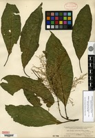 Isotype of Iresine arbuscula Uline & W. L. Bray [family AMARANTHACEAE]