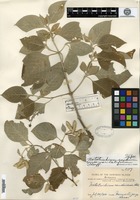 Type of Nototrichium sandwicense (A. Gray) Hillebrand var. latifolium Sherff [family AMARANTHACEAE]
